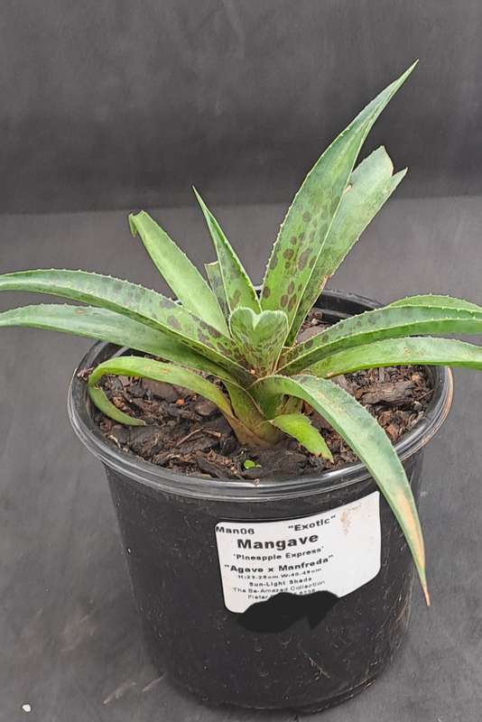 Rare!!!  Mangave Import (Pineapple Express) 12 cm pot - Free Gift with any Order