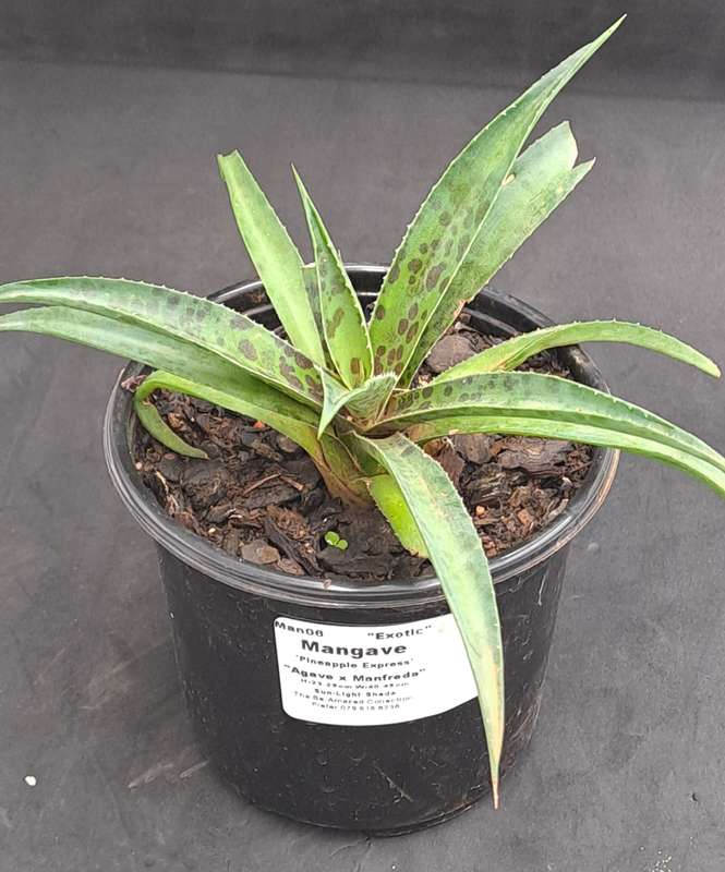 Rare!!!  Mangave Import (Pineapple Express) 12 cm pot - Free Gift with any Order