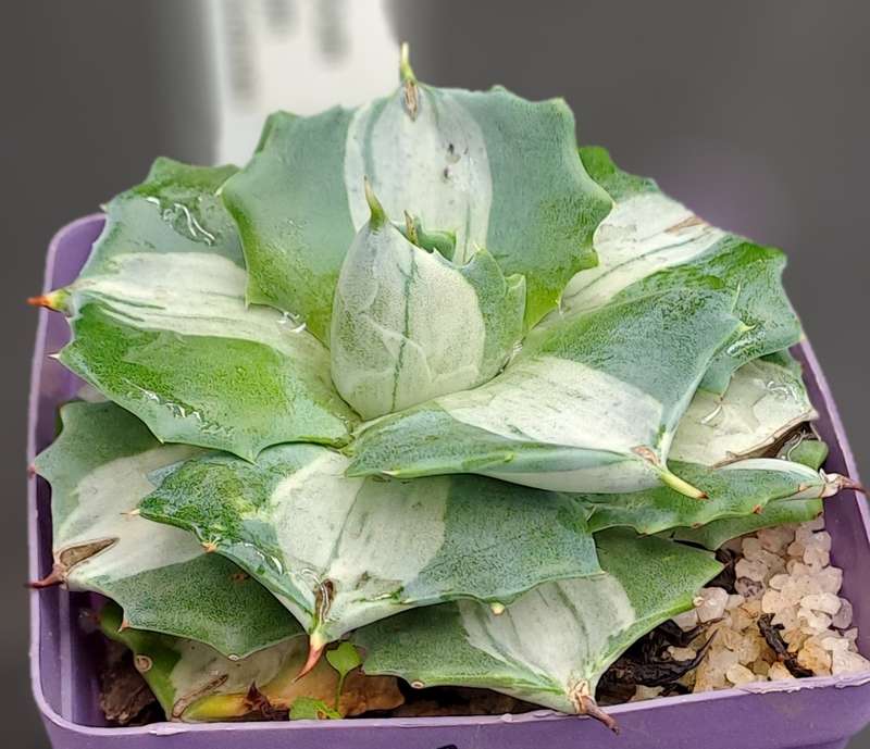 Rare!!!  Agave potatorum Shoji-raijin variegata(Dwarf Agave)(Free Gift with any Order)