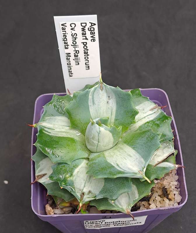 Rare!!!  Agave potatorum Shoji-raijin variegata(Dwarf Agave)(Free Gift with any Order)