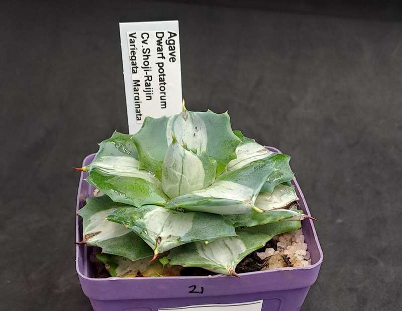 Rare!!!  Agave potatorum Shoji-raijin variegata(Dwarf Agave)(Free Gift with any Order)