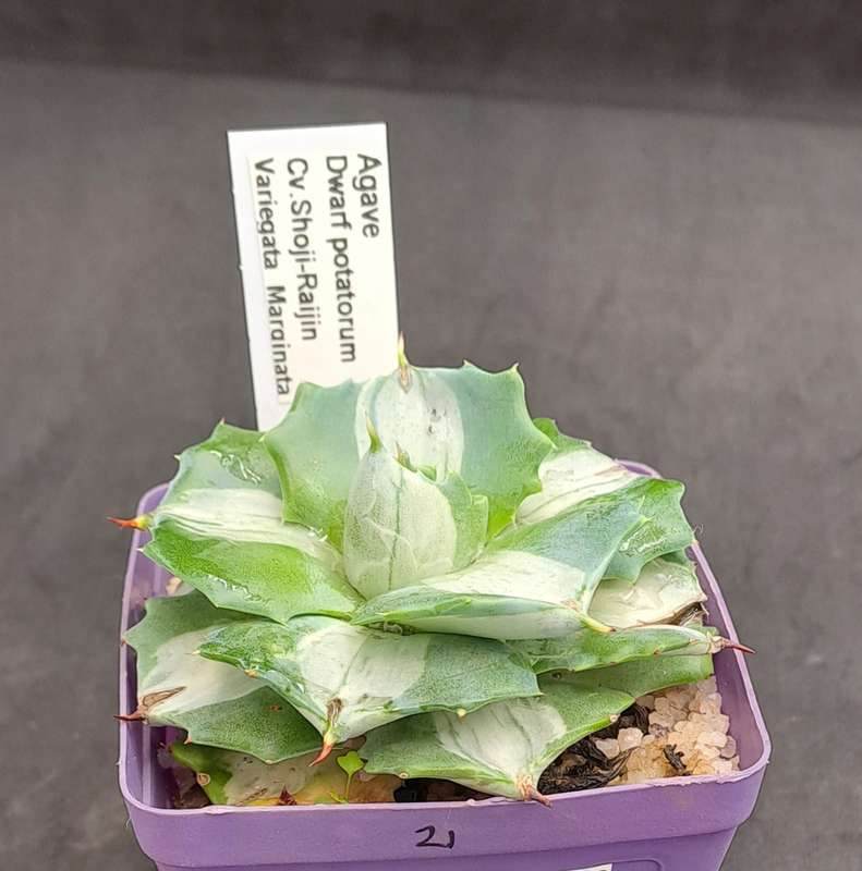 Rare!!!  Agave potatorum Shoji-raijin variegata(Dwarf Agave)(Free Gift with any Order)