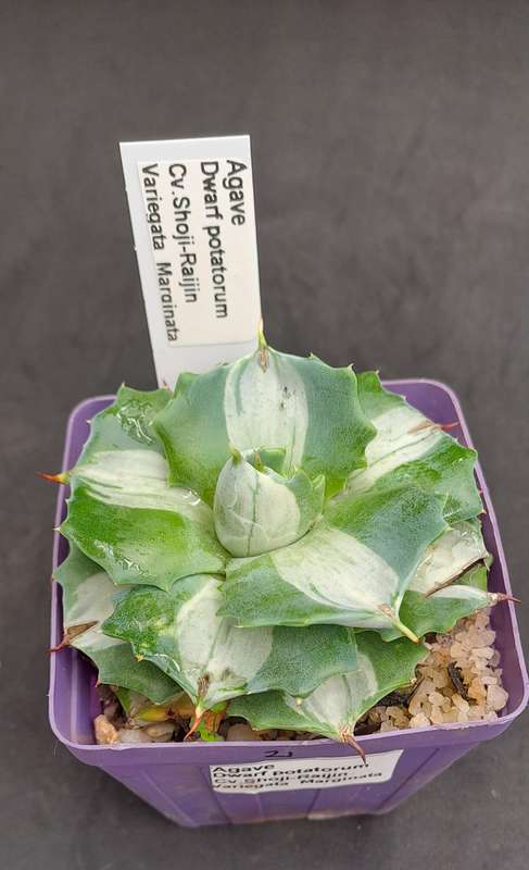 Rare!!!  Agave potatorum Shoji-raijin variegata(Dwarf Agave)(Free Gift with any Order)
