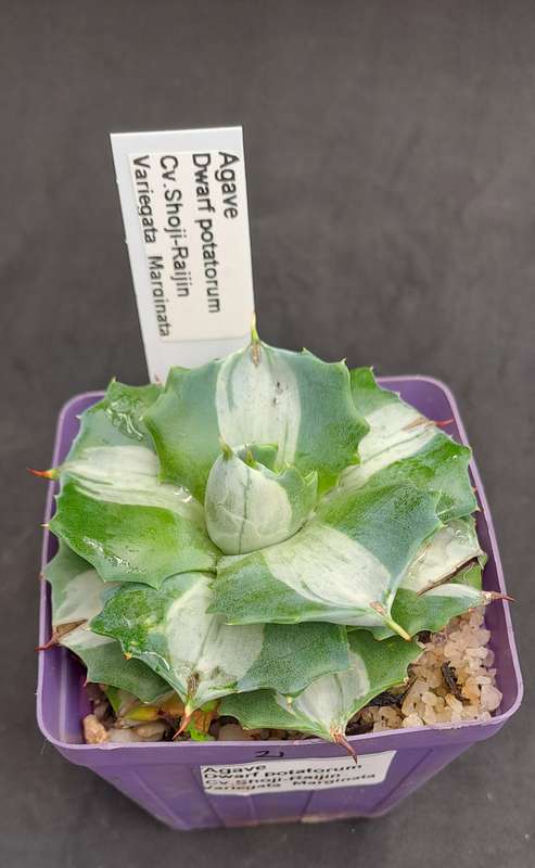 Rare!!!  Agave potatorum Shoji-raijin variegata(Dwarf Agave)(Free Gift with any Order)