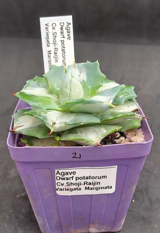 Rare!!!  Agave potatorum Shoji-raijin variegata(Dwarf Agave)(Free Gift with any Order)