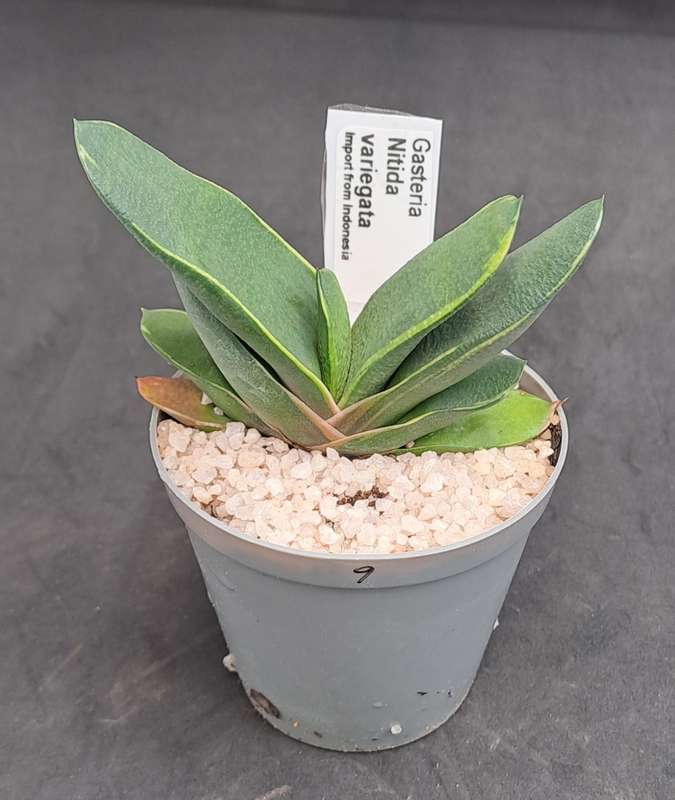 Rare!!!  Gasteria Nitida variegata (import from Indonesia)-Free Gift with any order