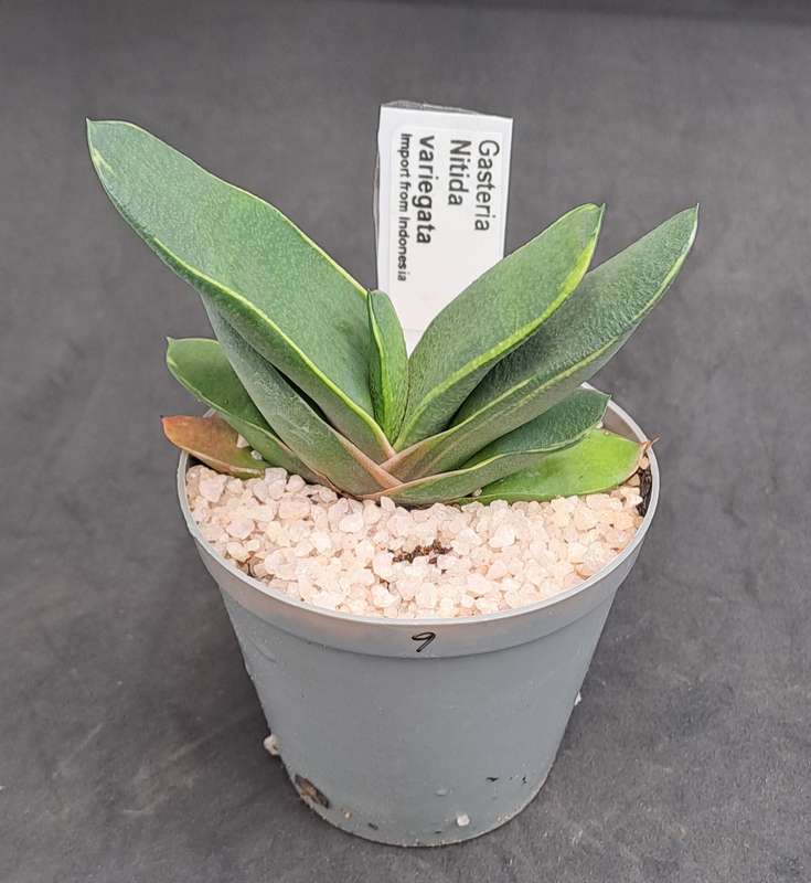 Rare!!!  Gasteria Nitida variegata (import from Indonesia)-Free Gift with any order