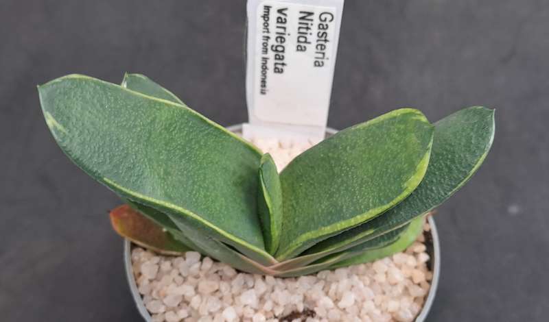 Rare!!!  Gasteria Nitida variegata (import from Indonesia)-Free Gift with any order