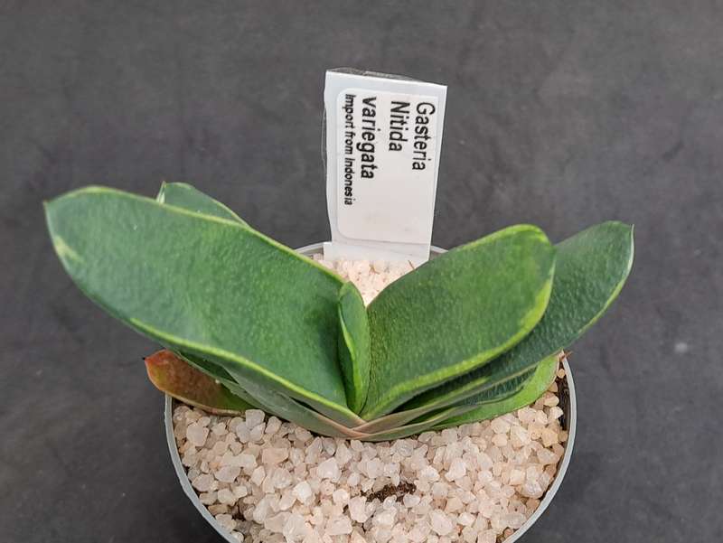 Rare!!!  Gasteria Nitida variegata (import from Indonesia)-Free Gift with any order