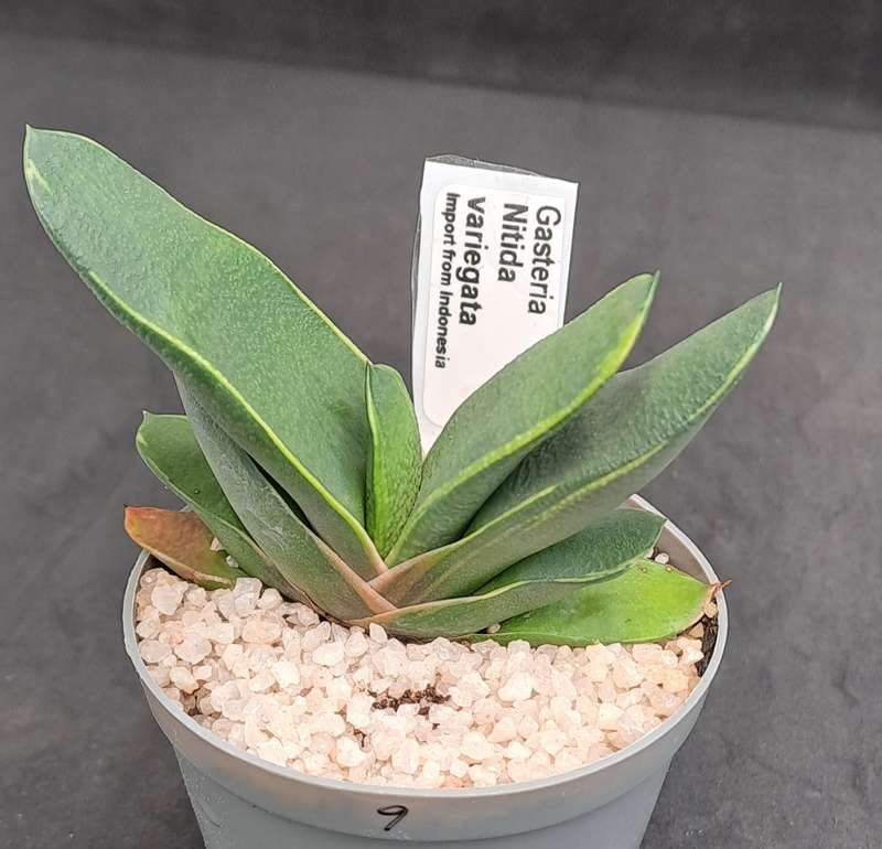 Rare!!!  Gasteria Nitida variegata (import from Indonesia)-Free Gift with any order