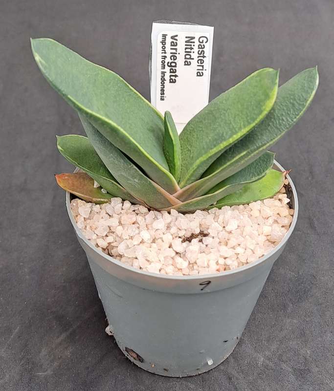 Rare!!!  Gasteria Nitida variegata (import from Indonesia)-Free Gift with any order