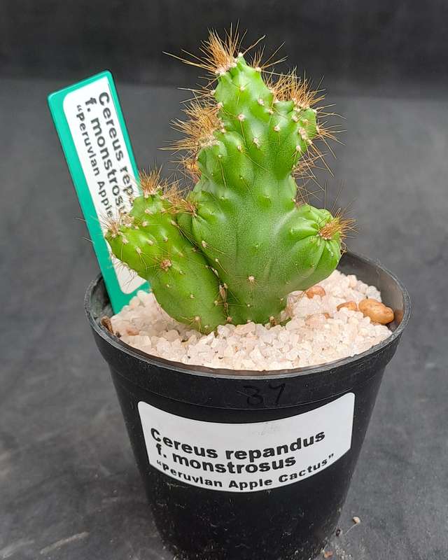 Cereus repandus f monstrosus (Pevurian apple cactus)-Free Gift with any Order)