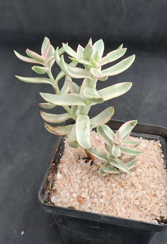 Rare Crassula Rubricaulis Variegated (Candy Cane) - Free Gift Included