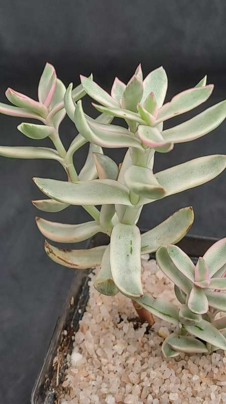 Rare Crassula Rubricaulis Variegated (Candy Cane) - Free Gift Included