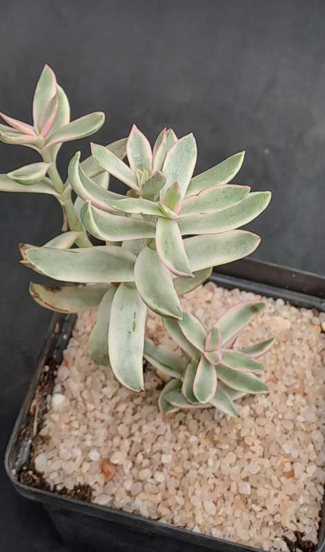 Rare Crassula Rubricaulis Variegated (Candy Cane) - Free Gift Included