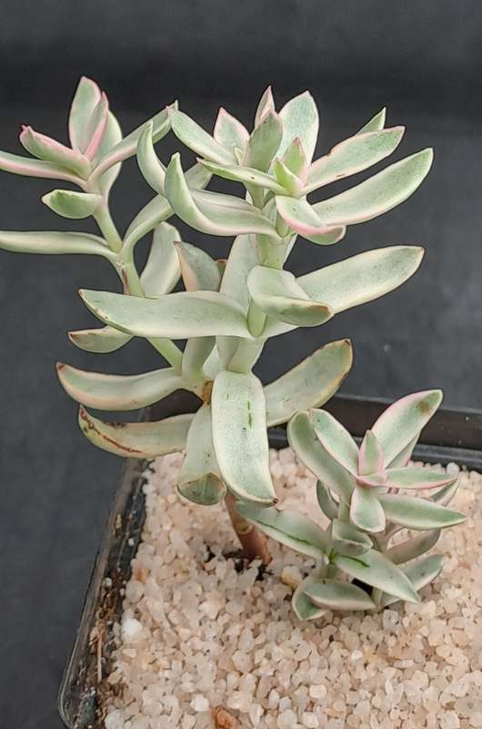 Rare Crassula Rubricaulis Variegated (Candy Cane) - Free Gift Included