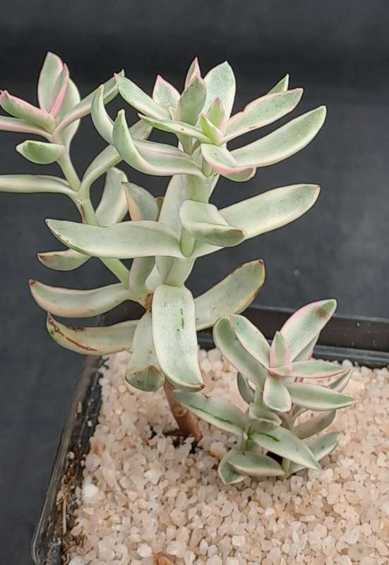 Rare Crassula Rubricaulis Variegated (Candy Cane) - Free Gift Included