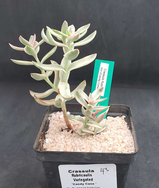 Rare Crassula Rubricaulis Variegated (Candy Cane) - Free Gift Included