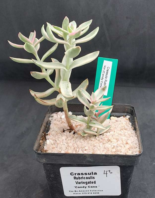 Rare Crassula Rubricaulis Variegated (Candy Cane) - Free Gift Included