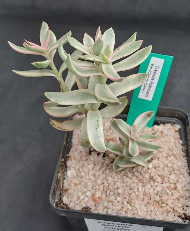 Rare Crassula Rubricaulis Variegated (Candy Cane) - Free Gift Included