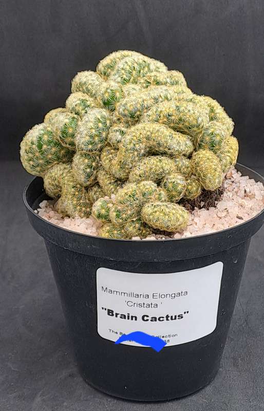 Mammilaria Elongata Cristata(Brain Cactus)(Free Gift with any Order)