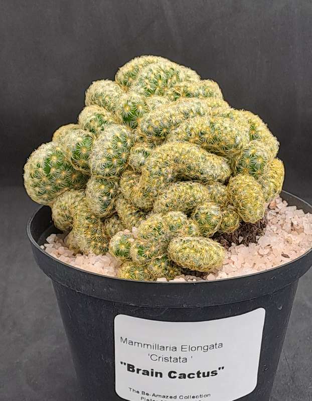 Mammilaria Elongata Cristata(Brain Cactus)(Free Gift with any Order)