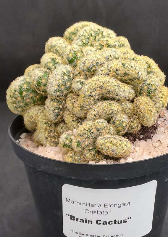 Mammilaria Elongata Cristata(Brain Cactus)(Free Gift with any Order)