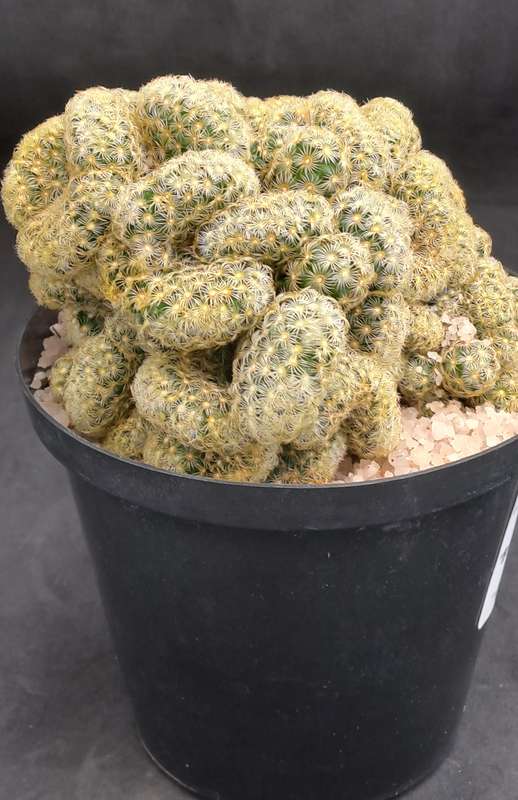 Mammilaria Elongata Cristata(Brain Cactus)(Free Gift with any Order)