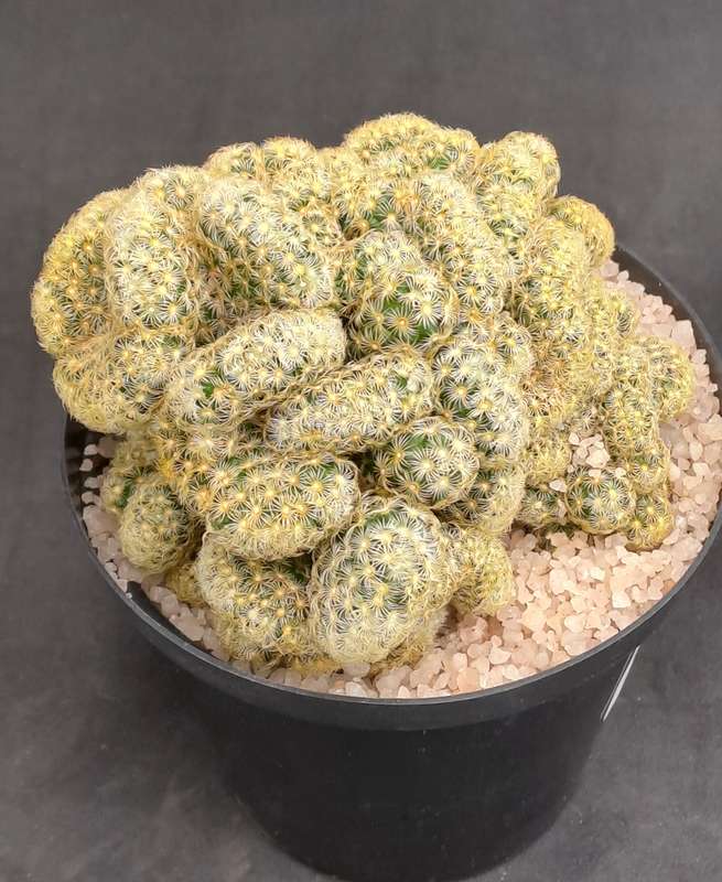Mammilaria Elongata Cristata(Brain Cactus)(Free Gift with any Order)