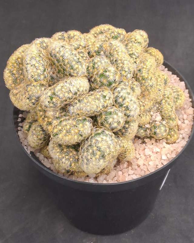 Mammilaria Elongata Cristata(Brain Cactus)(Free Gift with any Order)