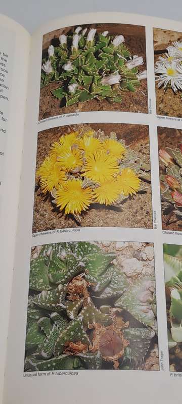 Pre-Owned : Mesembs of the World Illustrated Guide to a Remarkable Succulent Group-1st edition 1998