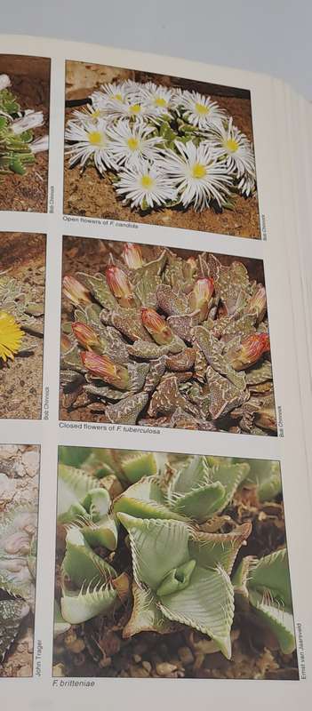 Pre-Owned : Mesembs of the World Illustrated Guide to a Remarkable Succulent Group-1st edition 1998
