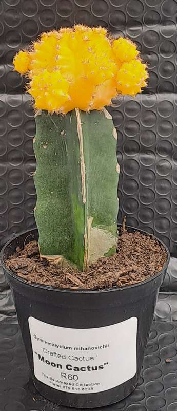 Crafted Gymnocalycium mihanovichii (Moon cactus or Ruby Ball Cactus ) (Free Gift WITH any Order)