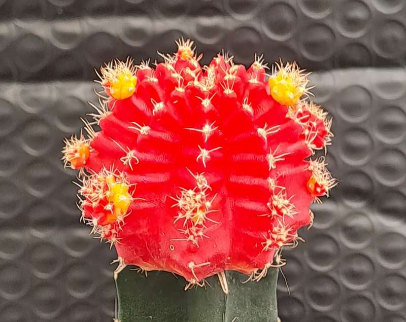 Crafted Gymnocalycium mihanovichii (Moon cactus or Ruby Ball Cactus ) (Free Gift WITH any Order)