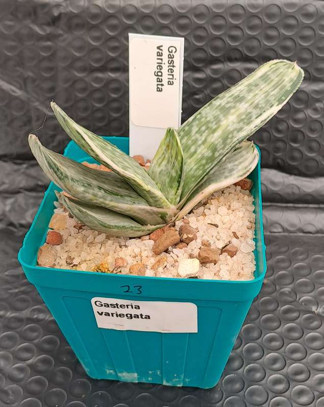 Gasteria hybrid Variegated ( possible with Isomatsu)(Free Gift with any Order)
