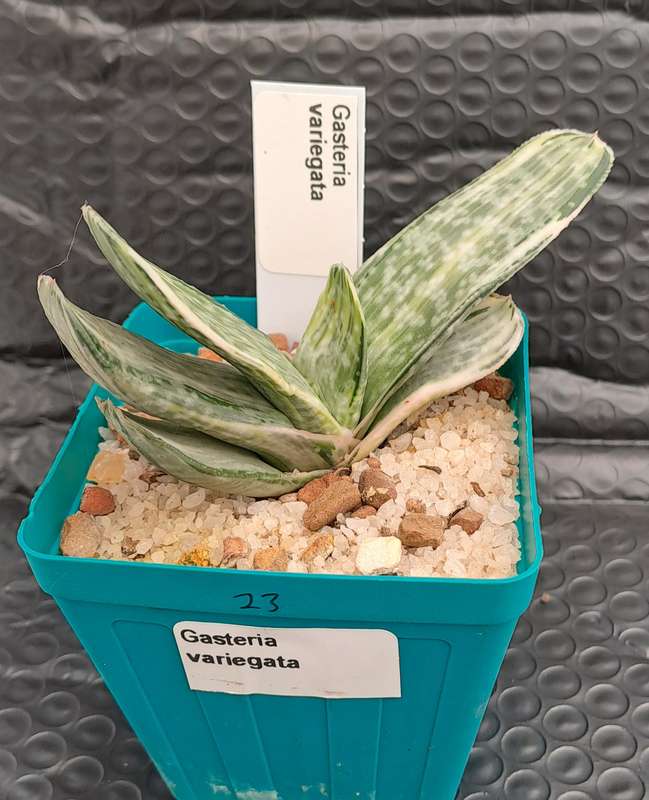 Gasteria hybrid Variegated ( possible with Isomatsu)(Free Gift with any Order)