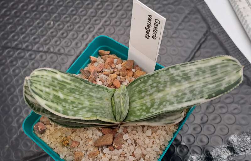 Gasteria hybrid Variegated ( possible with Isomatsu)(Free Gift with any Order)