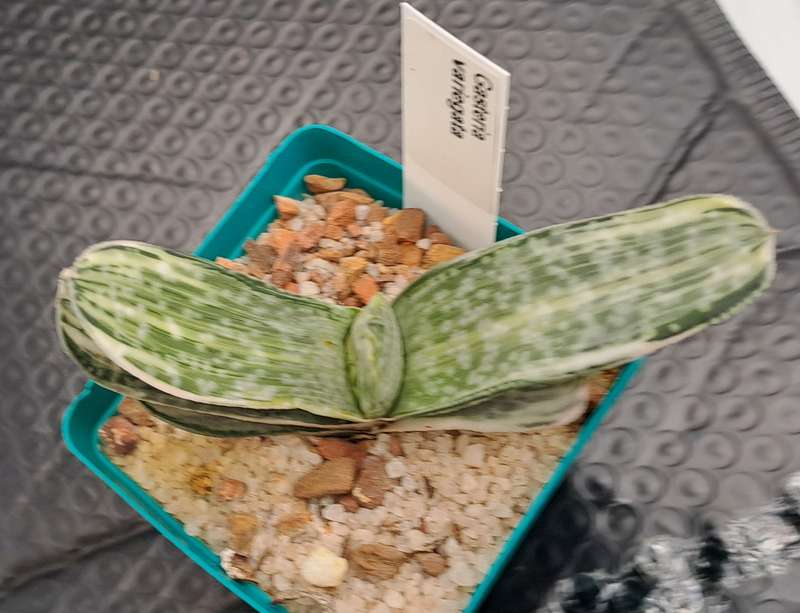 Gasteria hybrid Variegated ( possible with Isomatsu)(Free Gift with any Order)