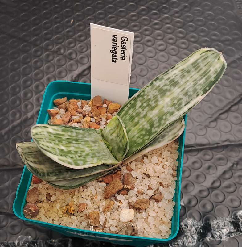 Gasteria hybrid Variegated ( possible with Isomatsu)(Free Gift with any Order)
