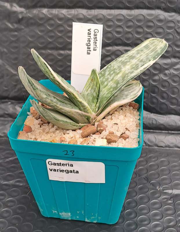 Gasteria hybrid Variegated ( possible with Isomatsu)(Free Gift with any Order)