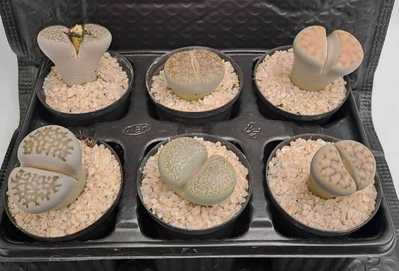 1 x Lithop  succulent (Living Stone Plant) in 5cm pot (10 available)