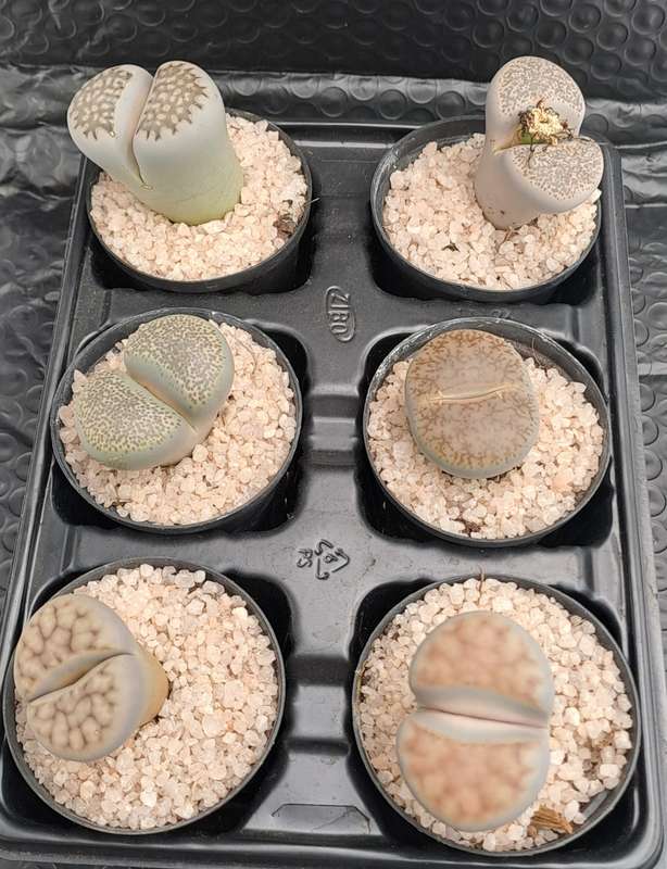 1 x Lithop  succulent (Living Stone Plant) in 5cm pot (10 available)
