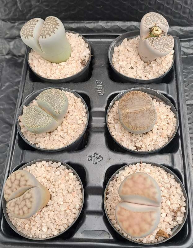 1 x Lithop  succulent (Living Stone Plant) in 5cm pot (10 available)