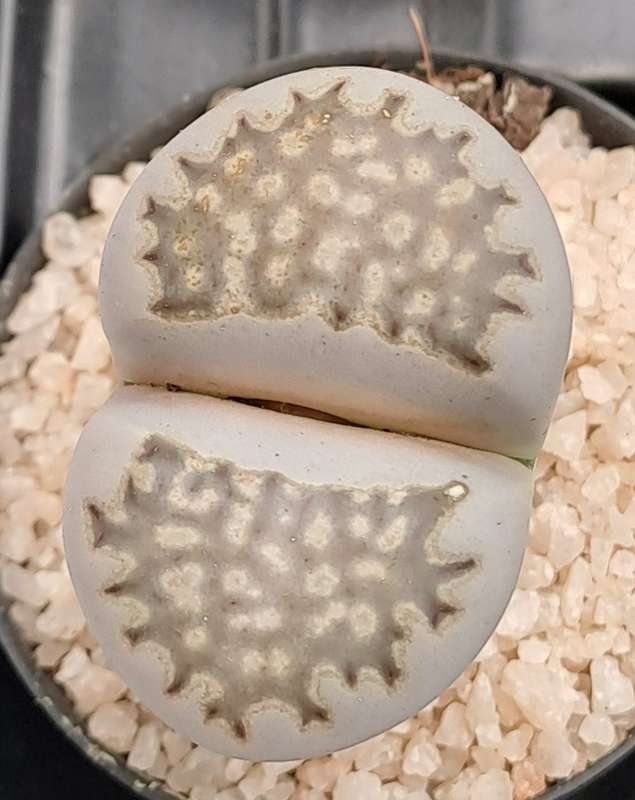 1 x Lithop  succulent (Living Stone Plant) in 5cm pot (10 available)