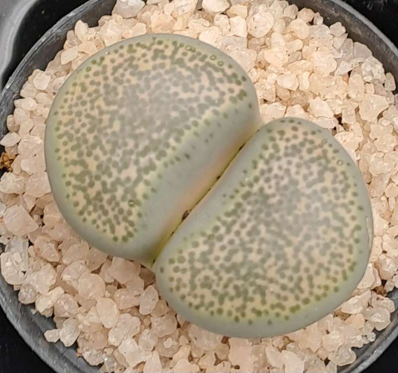 1 x Lithop  succulent (Living Stone Plant) in 5cm pot (10 available)