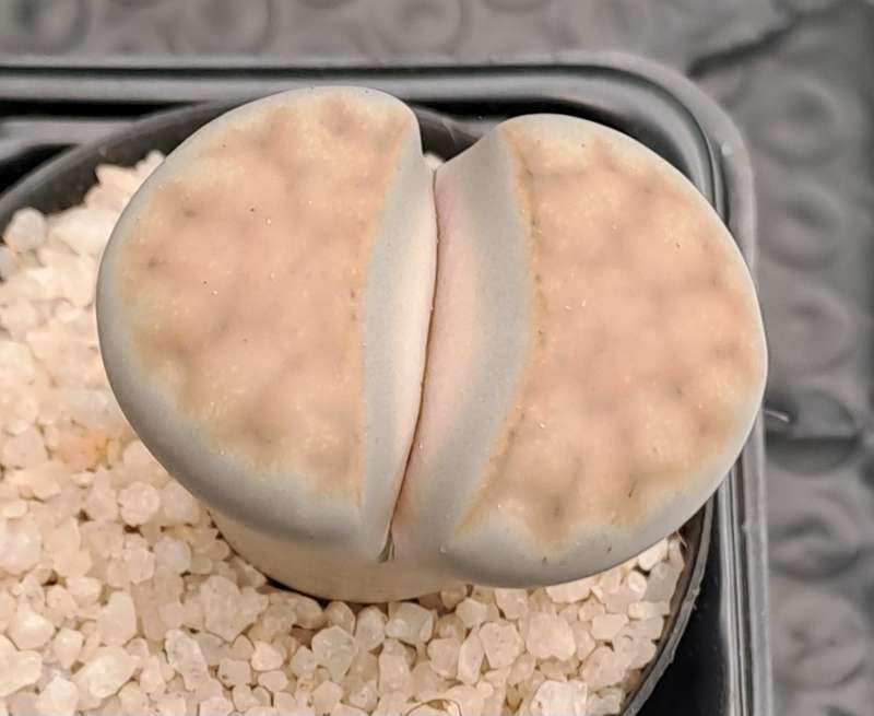 1 x Lithop  succulent (Living Stone Plant) in 5cm pot (10 available)