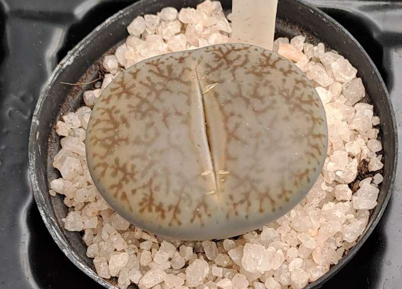 1 x Lithop  succulent (Living Stone Plant) in 5cm pot (10 available)