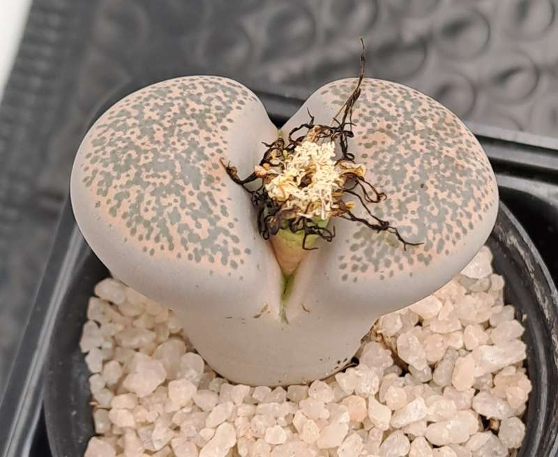 1 x Lithop  succulent (Living Stone Plant) in 5cm pot (10 available)