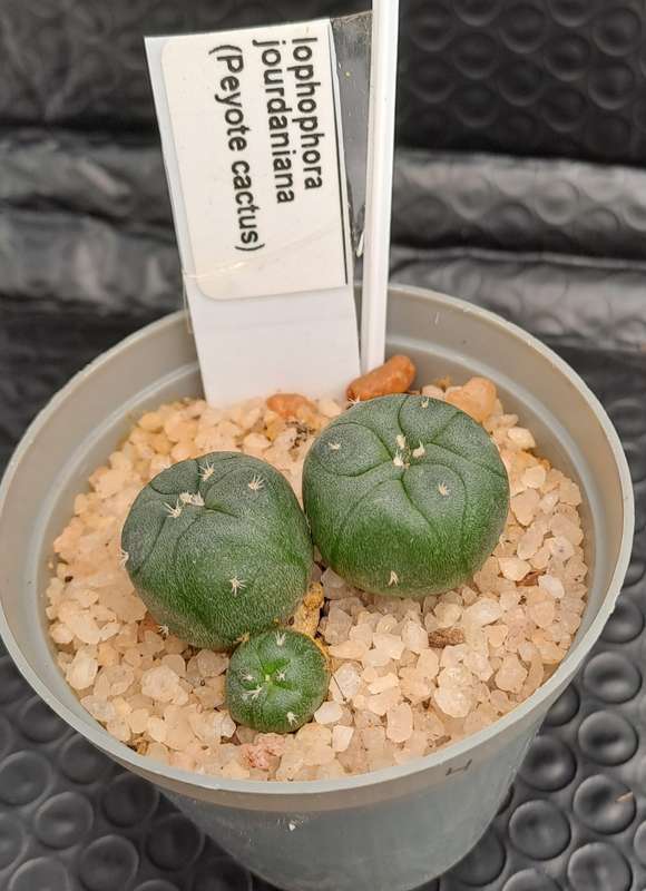 Rare!!!  Lophophora jourdaniana cluster (peyote cactus) (Free Gift with any Order)