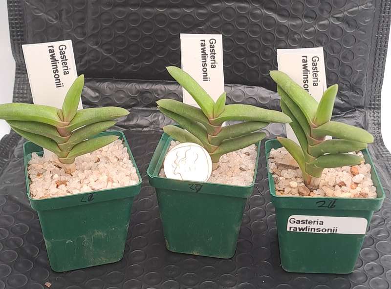 Gasteria rawlinsonii (3 Available) (Free Gift with any Order)